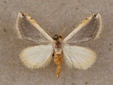 Eublemma xanthocraspis
